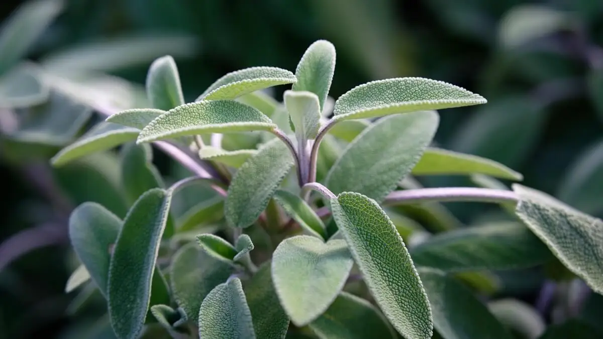 Salvia