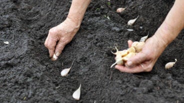 Cómo plantar ajo en otoño-invierno para asegurar una cosecha abundante