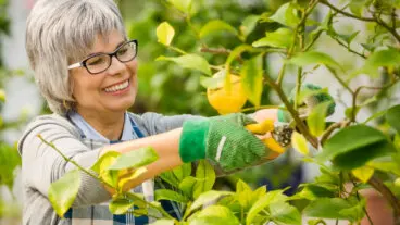 Señales de que tu limonero necesita una poda (y cómo hacerlo sin dañarlo)