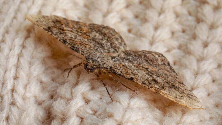 El remedio casero para mantener alejadas las polillas de tu ropa