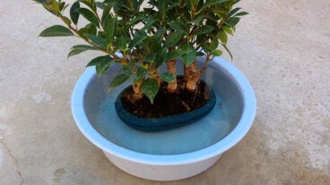 Cómo recuperar una planta seca en 24 horas con este truco de jardineros