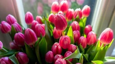 ¿Quieres tulipanes en primavera? El truco está en sembrarlos en otoño