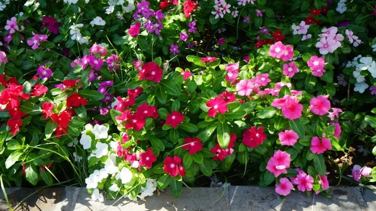 Flores de vinca.