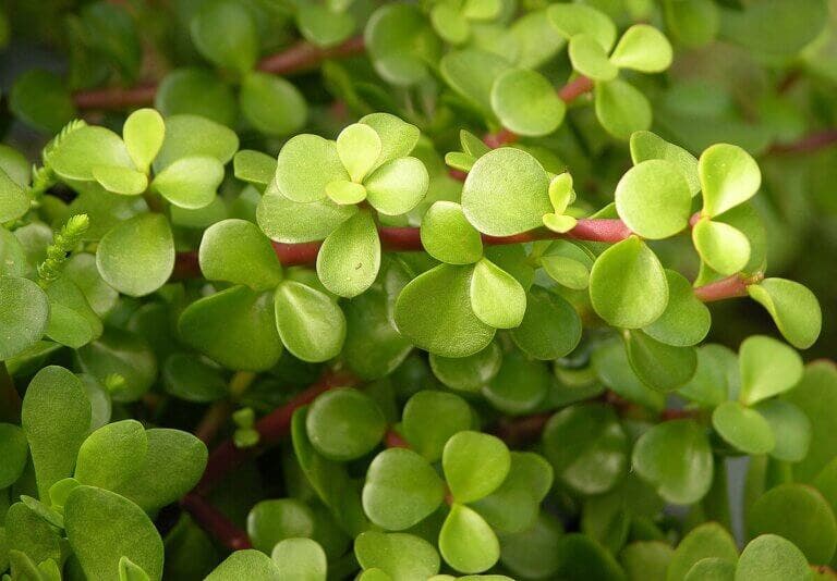 Portulacaria afra en casa: todo lo que necesitas para verla florecer