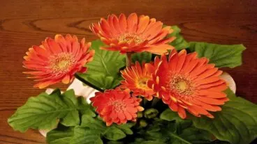 Cómo cultivar gerberas en casa, la flor perfecta para ramos y macetas