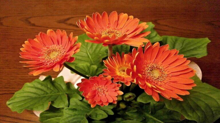 Cómo cultivar gerberas en casa, la flor perfecta para ramos y macetas