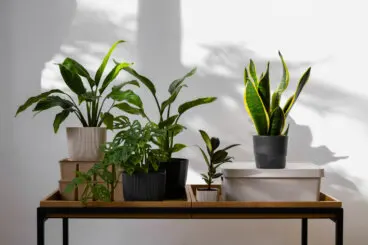7 errores que provocan hongos en tus plantas de interior (y cómo evitarlos)