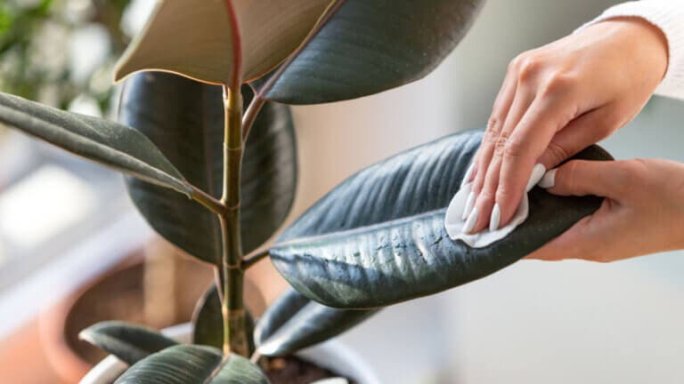 Cómo limpiar las hojas de tus plantas correctamente (sin dañarlas en el intento)