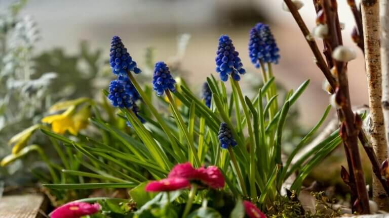 Aprovecha el otoño para sembrar jacintos: el secreto para que florezcan en primavera