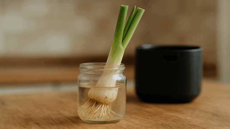 ¡No los tires! 7 vegetales que puedes volver a cultivar a partir de recortes de cocina