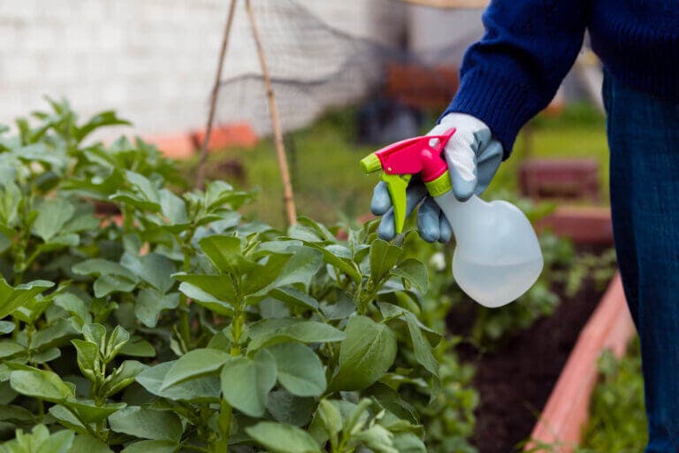 Descubre el truco del vinagre para controlar malas hierbas jóvenes en el jardín