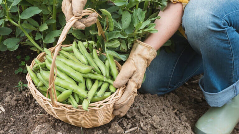 Guía para sembrar habas en otoño y adelantar la cosecha de primavera