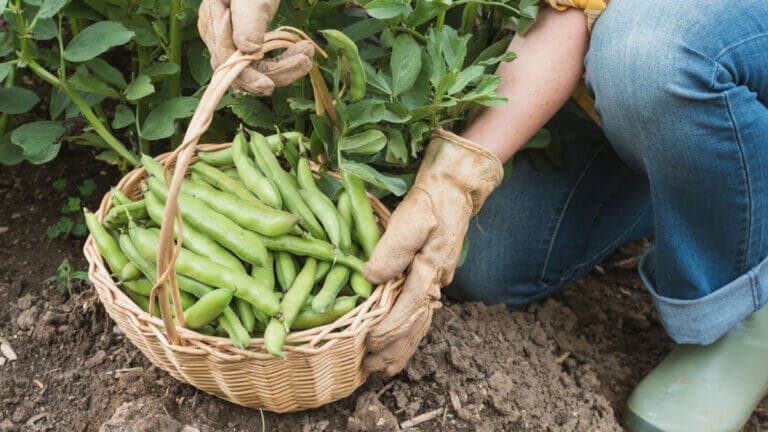 Guía para sembrar habas en otoño y adelantar la cosecha de primavera