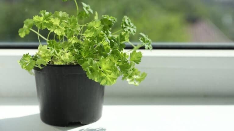 Guía para sembrar perejil en casa y tenerlo fresco todo el año
