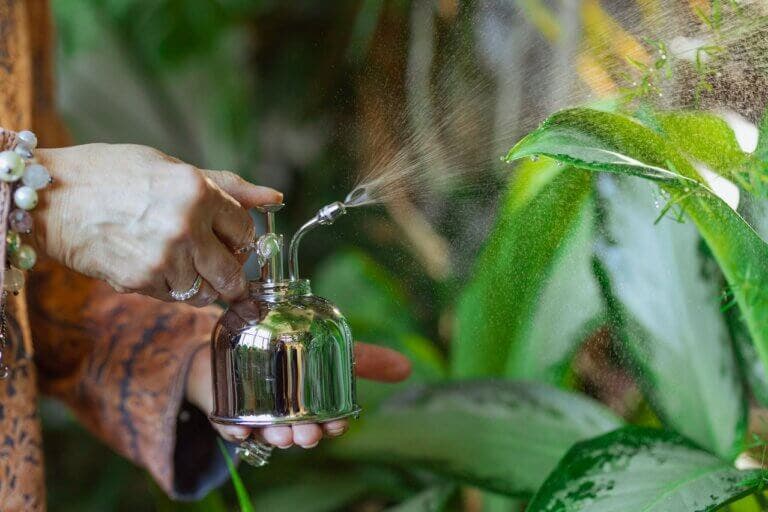 Deja de rociar tus plantas: este es el secreto para un riego perfecto