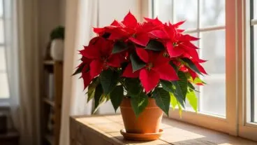 Guía para que tu Flor de Pascua llegue viva y roja hasta la próxima Navidad