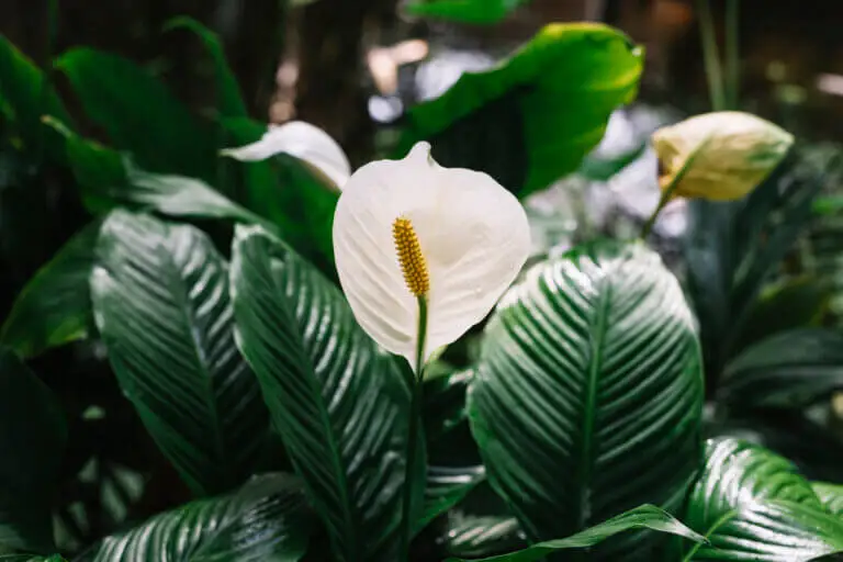 Spathiphyllum