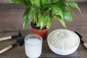 Cómo usar el agua del arroz como fertilizante: 3 opciones para unas plantas sanas