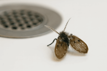 Moscas del desagüe: 5 consejos efectivos para eliminarlas y que no regresen
