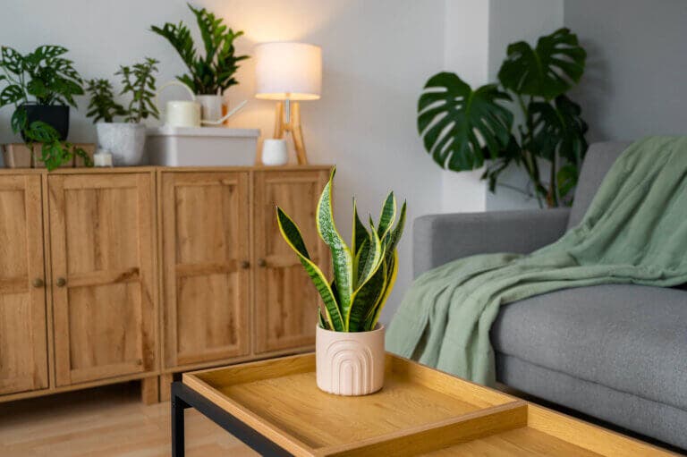 7 plantas de interior que aguantan la calefacción fuerte (y cómo cuidarlas)