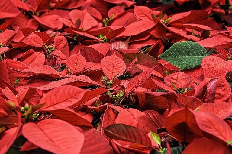 El error que arruina tu Flor de Pascua antes de tiempo: 2 lugares donde NO debes ponerla