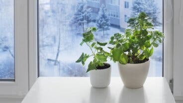 Cómo proteger tus plantas de interior de la calefacción en invierno (no permitas que se resequen)