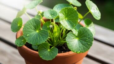 Cómo cultivar Centella asiática en casa: guía para que crezca en macetas