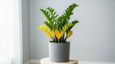 Planta ZZ: cómo cuidarla y prevenir el error que la pone amarilla