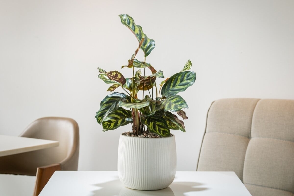 Calathea, planta segura para las mascotas.