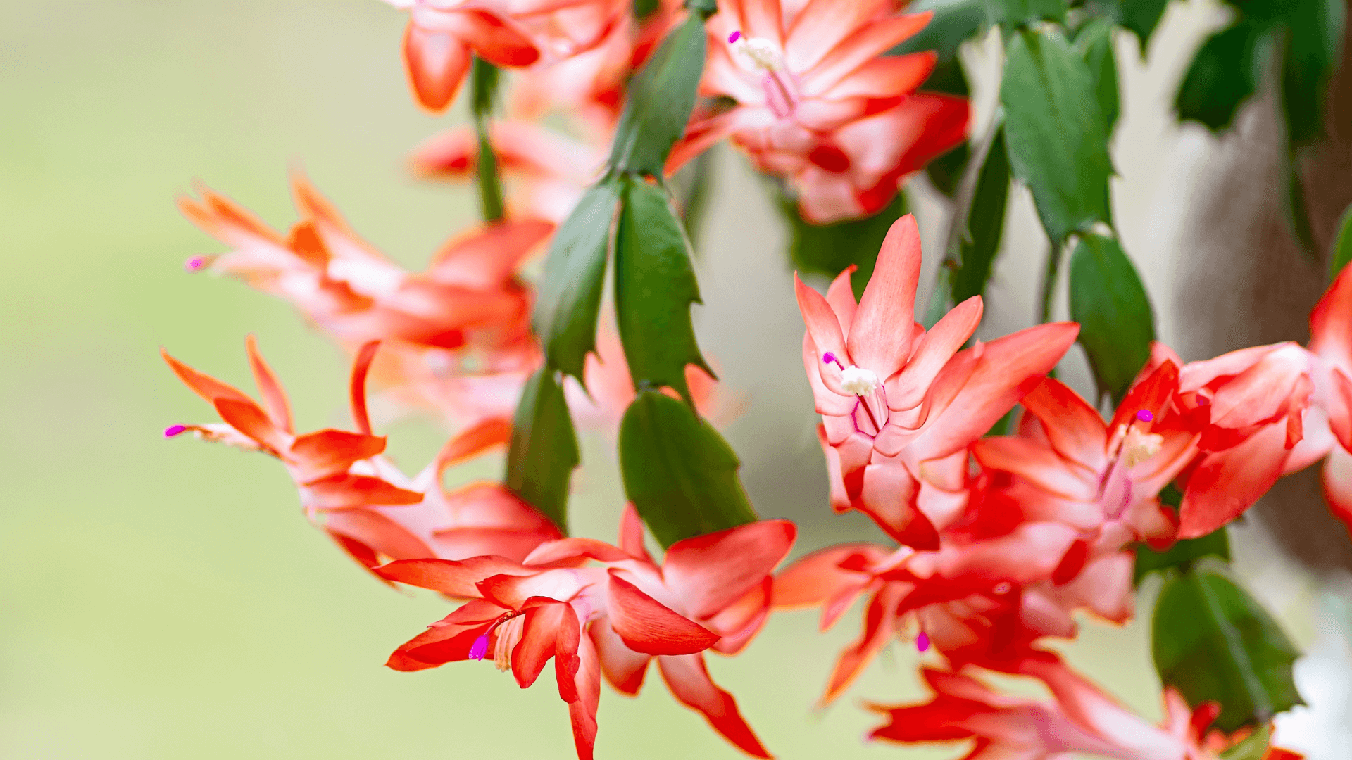 calathea dotti Calathea 'Dottie' – Hey Rooted