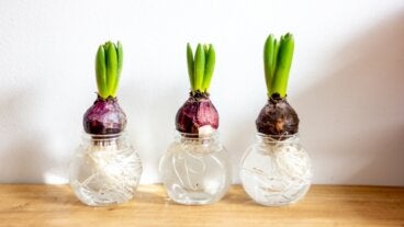 Germinar bulbos en agua en invierno: guía para jacintos, amarillis y narcisos "paperwhite"