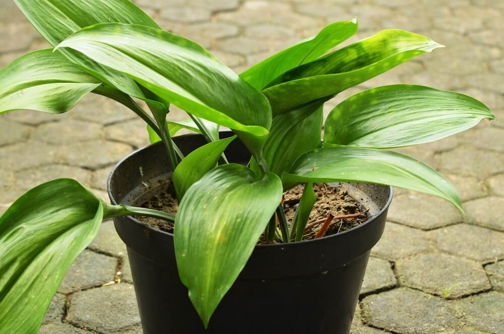 Planta de hierro fundido (Aspidistra elatior)