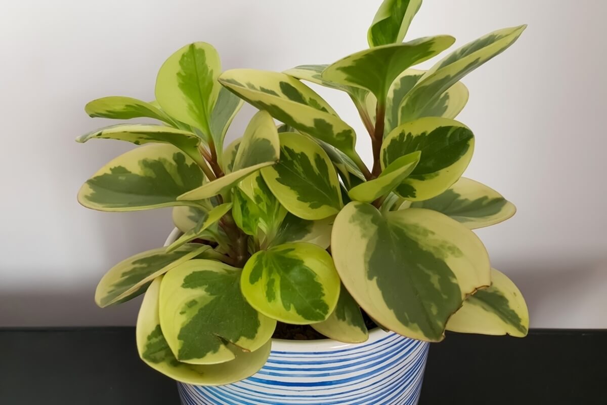 Planta Peperomia no tóxica para las mascotas