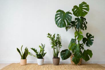 ¿Por qué tus plantas no crecen aunque las riegues bien? Los 3 errores que las detienen