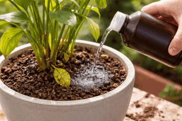 Cómo usar agua oxigenada en tus plantas: beneficios y cuándo usarlo