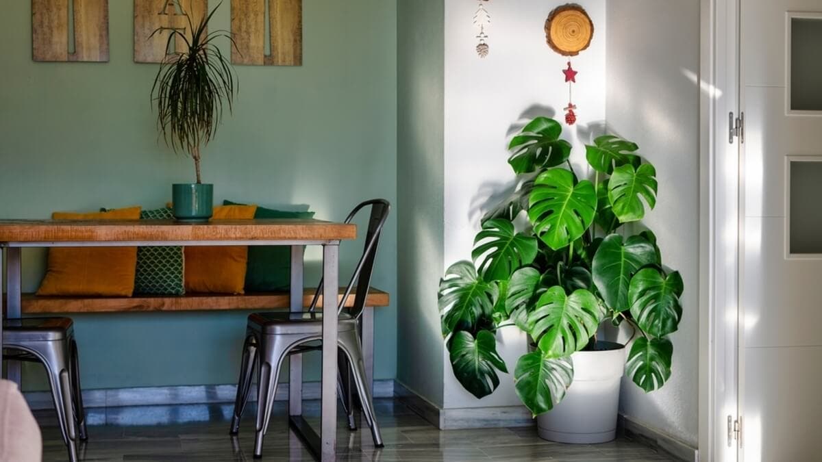 Monstera o costilla de Adán