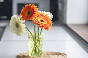 Flores de larga duración: 7 variedades que más tardan en marchitarse en el florero