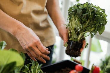Tu primer huerto en casa: qué sembrar si tienes poco sitio (guía para triunfar)