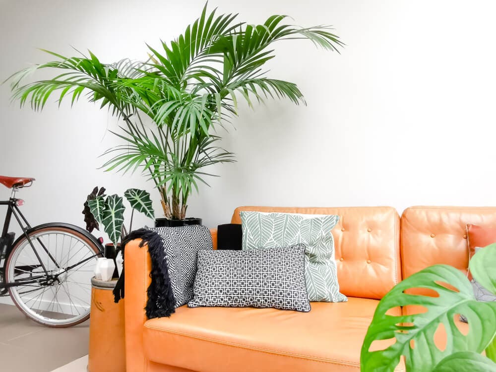 Palmera kentia