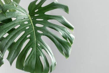 Monstera o Costilla de Adán: guía para unas hojas grandes y verdes en casa