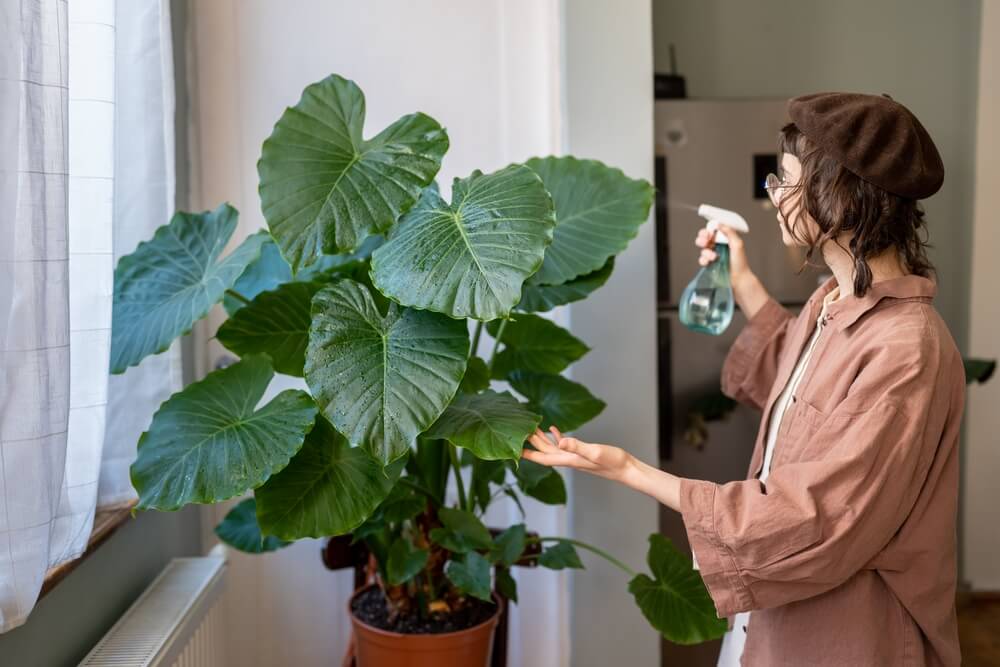 Planta oreja de elefante