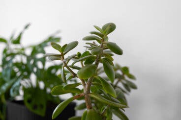 Las 5 plantas del dinero que puedes tener en casa y su guía rápida de cuidados