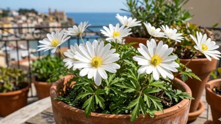 Anemone blanda ‘White Splendour’