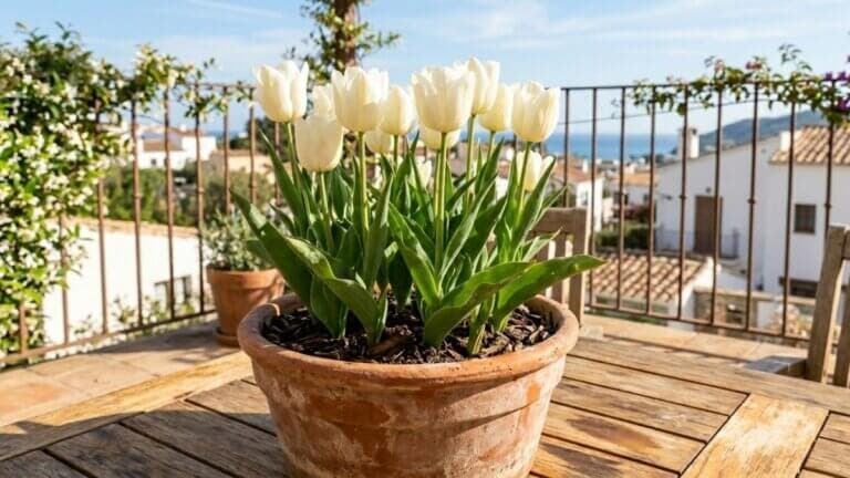 Tulipán blanco