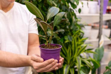 Jardín y macetas listas para primavera: 6 tareas para que tus plantas crezcan sanas