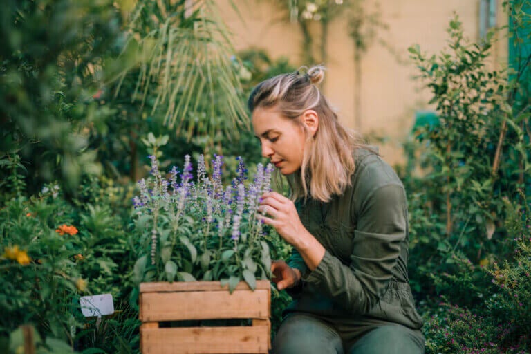 7 plantas aromáticas y florales que perfuman tu terraza en primavera