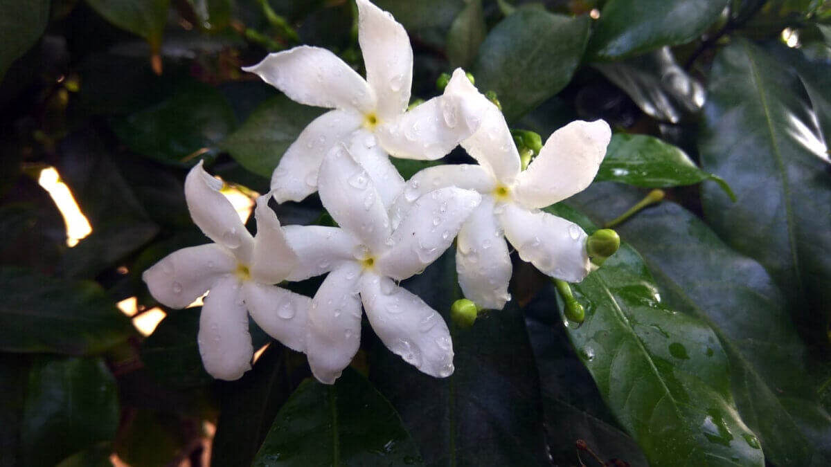 Jazmín común