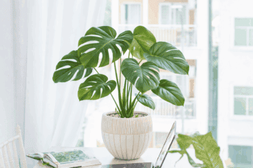 Monstera deliciosa sin agujeros: por qué las hojas nuevas nacen enteras y cómo arreglarlo
