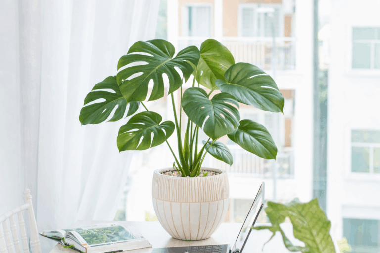 Monstera deliciosa sin agujeros: por qué las hojas nuevas nacen enteras y cómo arreglarlo