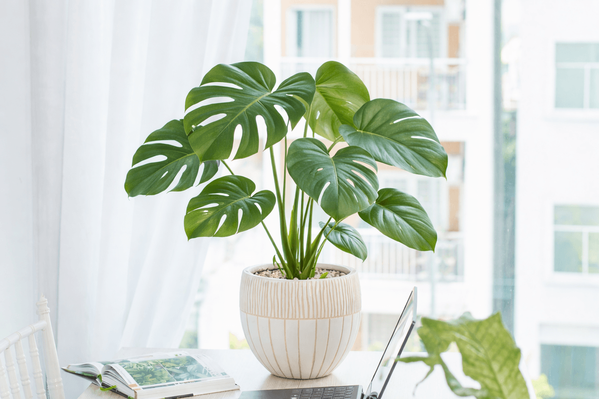 Monstera deliciosa sin agujeros